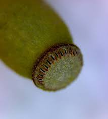 Attēlu rezultāti vaicājumam “Pogonatum nanum macro”