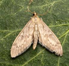 Attēlu rezultāti vaicājumam “Anania lancealis”