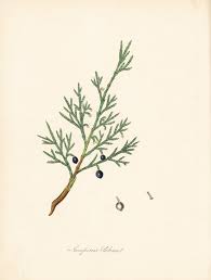 Attēlu rezultāti vaicājumam “Juniperus sabina”