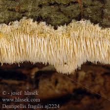 Attēlu rezultāti vaicājumam “Dentipellis fragilis”