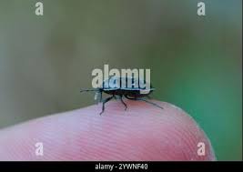 Attēlu rezultāti vaicājumam “Adomerus biguttatus”