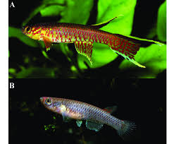 Image result for Aphyosemion