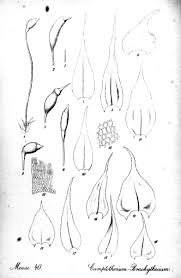 Attēlu rezultāti vaicājumam “Brachythecium campestre”