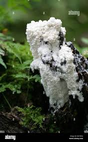 Attēlu rezultāti vaicājumam “Brefeldia maxima spores”