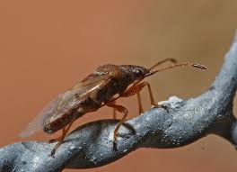 Attēlu rezultāti vaicājumam “Kleidocerys resedae imago”