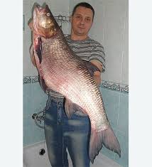 Image result for Aspius aspius