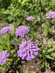 Image result for Iberis umbellata