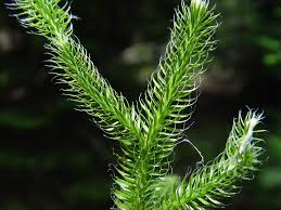 Attēlu rezultāti vaicājumam “Lycopodium dubium”