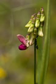 Attēlu rezultāti vaicājumam “Lathyrus sylvestris”