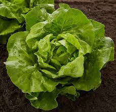 Image result for Kopfsalat