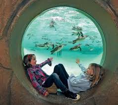 Image result for Watford & Acton Octopush Club