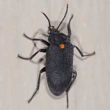 Attēlu rezultāti vaicājumam “Tetratomidae”