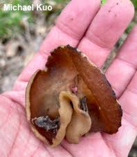 Attēlu rezultāti vaicājumam “Disciotis venosa”