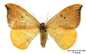 Attēlu rezultāti vaicājumam “Watsonalla binaria”