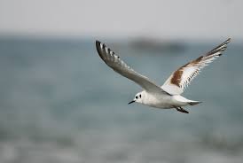 Attēlu rezultāti vaicājumam “Larus minutus adult”