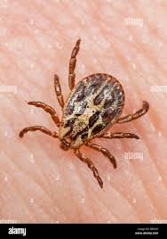 Attēlu rezultāti vaicājumam “Dermacentor reticulatus female”