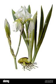 Attēlu rezultāti vaicājumam “Iridaceae”