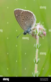 Attēlu rezultāti vaicājumam “Maculinea alcon underside”