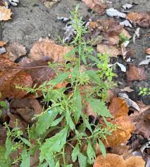 Image result for Chenopodium ambrosioides