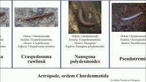 Attēlu rezultāti vaicājumam “Craspedosoma rawlinsi”