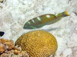 Image result for Halichoeres radiatus