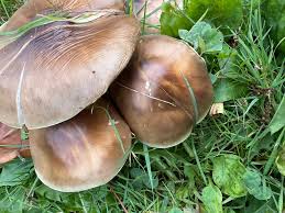 Attēlu rezultāti vaicājumam “Cudoniella clavus”