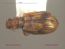 Attēlu rezultāti vaicājumam “Latridiidae”