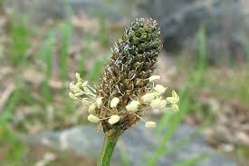 Attēlu rezultāti vaicājumam “Plantago media bud”