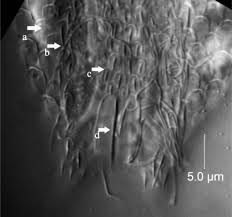 Attēlu rezultāti vaicājumam “Comatricha elegans var. microspora”