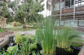 Attēlu rezultāti vaicājumam “Schoenoplectus lacustris subsp. lacustris”