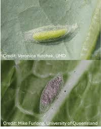 Attēlu rezultāti vaicājumam “Diderma simplex sessile”