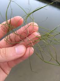 Attēlu rezultāti vaicājumam “Stuckenia pectinata leaf”