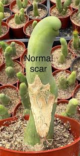 Attēlu rezultāti vaicājumam “Trichia erecta macro”