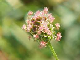 Image result for Sanguisorba officinalis