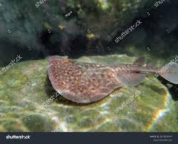 Image result for Torpedo marmorata