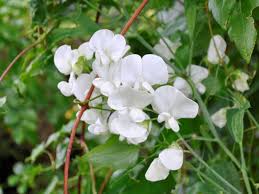 Attēlu rezultāti vaicājumam “Lathyrus latifolius fruit”