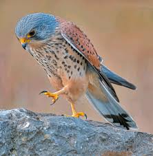 Attēlu rezultāti vaicājumam “Falco tinnunculus adult”