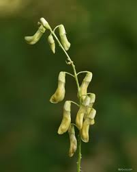 Attēlu rezultāti vaicājumam “Vicia pisiformis”