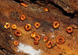 Attēlu rezultāti vaicājumam “Hemitrichia serpula macro”