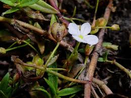 Attēlu rezultāti vaicājumam “Veronica scutellata flower”