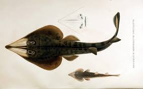Image result for Rhinobatos rhinobatos