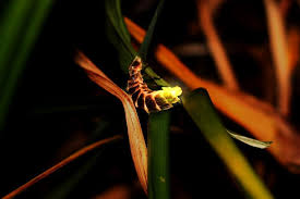 Attēlu rezultāti vaicājumam “Lampyris noctiluca”