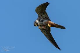 Attēlu rezultāti vaicājumam “Falco subbuteo”
