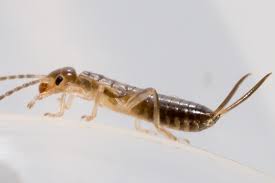 Attēlu rezultāti vaicājumam “Forficula auricularia male”