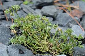 Attēlu rezultāti vaicājumam “Scleranthus annuus”