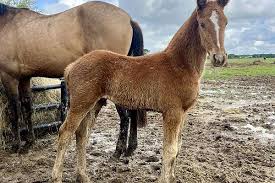 Image result for chestnut friesian