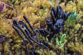 Attēlu rezultāti vaicājumam “Geoglossum sp.”