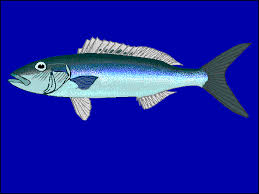 Image result for Aprion virescens