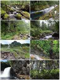 Attēlu rezultāti vaicājumam “Leiocolea heterocolpos”