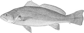 Image result for Argyrosomus inodorus